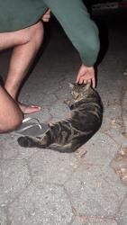 Found/Stray Unknown Cat last seen Atlantic and Underhill, Brooklyn, NY 11238