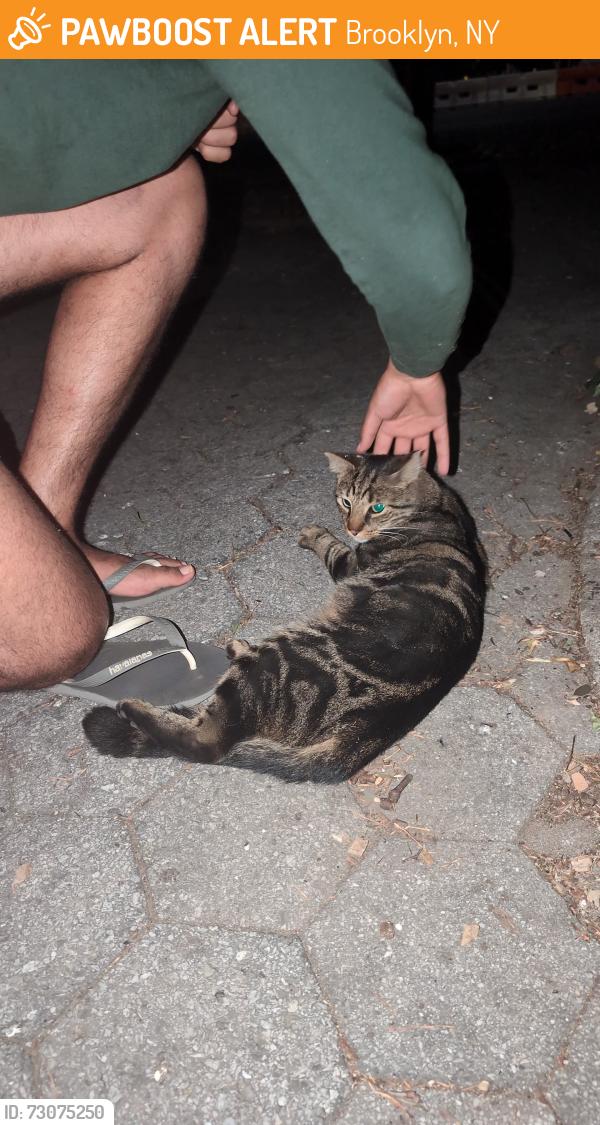 Found/Stray Unknown Cat last seen Atlantic and Underhill, Brooklyn, NY 11238