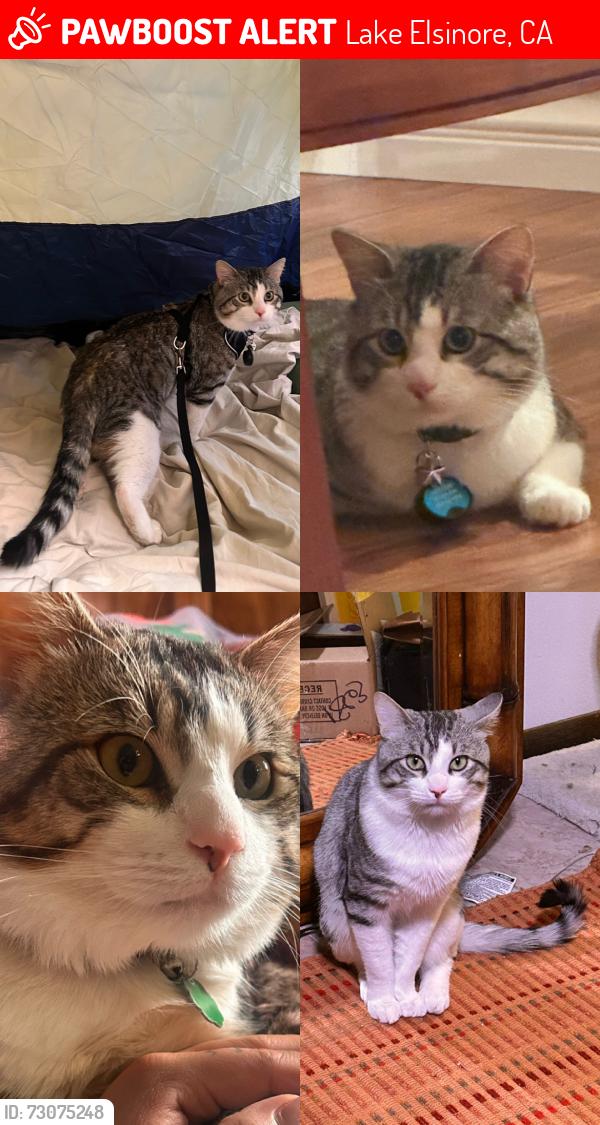 Lost Male Cat last seen Near Willow Wood Ct, lake Elsinore, CA, Lake Elsinore, CA 92532