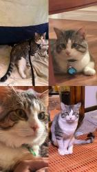 Lost Male Cat last seen Near Willow Wood Ct, lake Elsinore, CA, Lake Elsinore, CA 92532