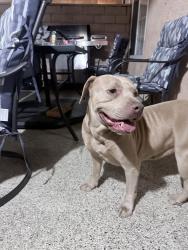 Found/Stray Female Dog last seen Farralone, Los Angeles, CA 91304