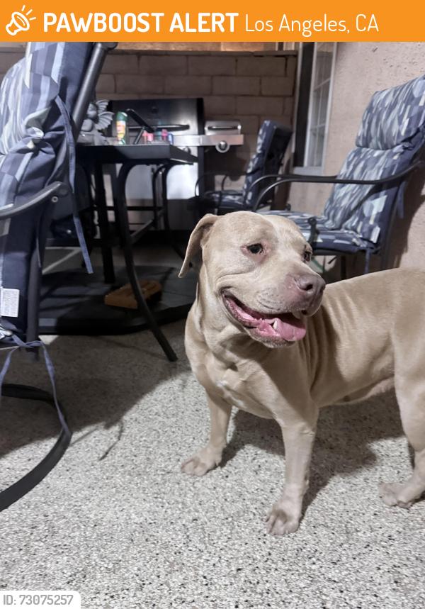 Found/Stray Female Dog last seen Farralone, Los Angeles, CA 91304