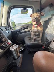 Lost Male Dog last seen International paper mill, Redwood, MS 39156