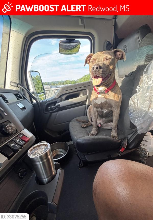 Lost Male Dog last seen International paper mill, Redwood, MS 39156