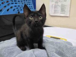 Shelter Stray Male Cat last seen , 2481 Palomar Airport Rd, Carlsbad, CA 92011, USA