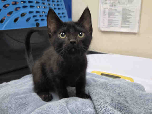 Shelter Stray Male Cat last seen , 2481 Palomar Airport Rd, Carlsbad, CA 92011, USA