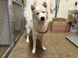 Shelter Stray Male Dog last seen HARNESS & HELIX, 5821 Sweetwater Rd, Bonita, CA 91902, USA