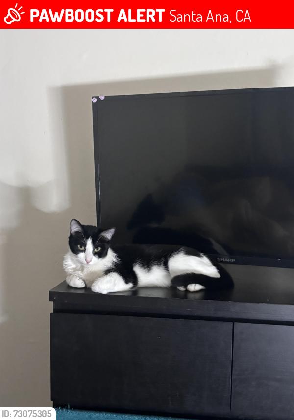 Lost Female Cat last seen Rosewoods and hemlock, Santa Ana, CA 92702