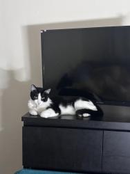 Lost Female Cat last seen Rosewoods and hemlock, Santa Ana, CA 92702