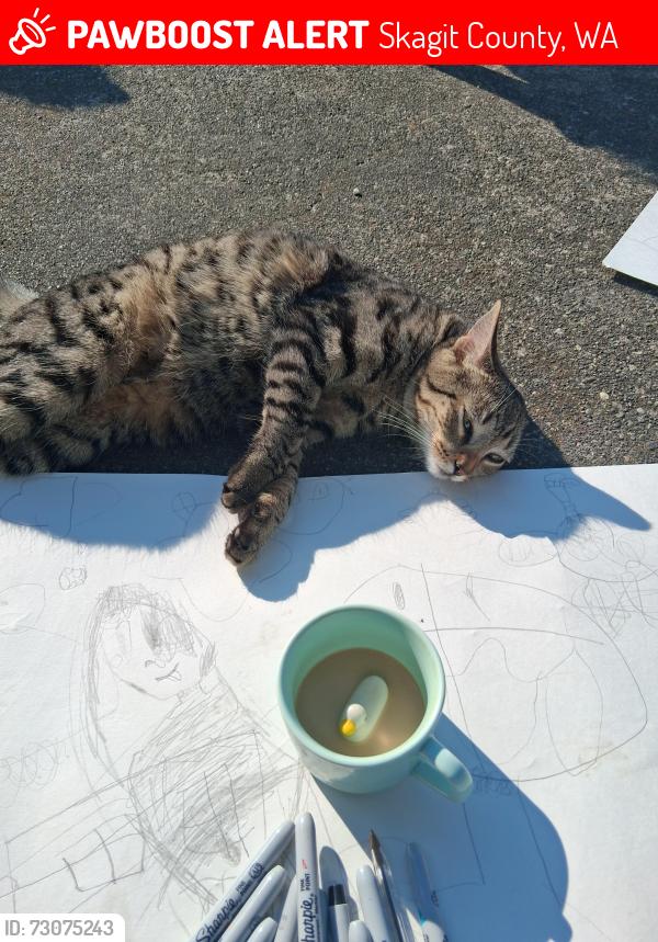 Lost Female Cat last seen Morford Rd, Skagit County, WA 98284