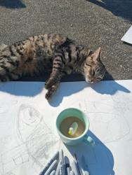Lost Female Cat last seen Morford Rd, Skagit County, WA 98284