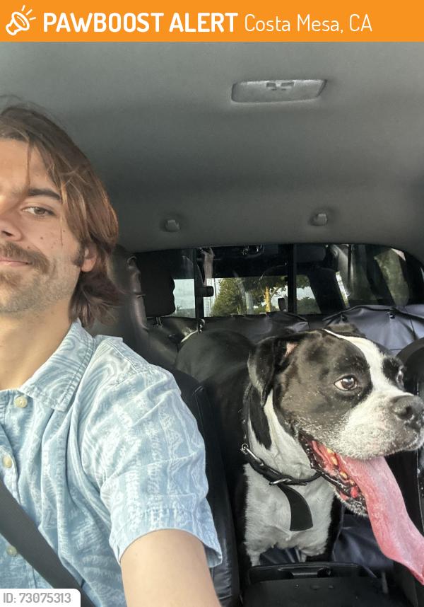 Found/Stray Male Dog last seen Flower and sunflower on the edge of Costa Mesa and Santa ana, Costa Mesa, CA 92626