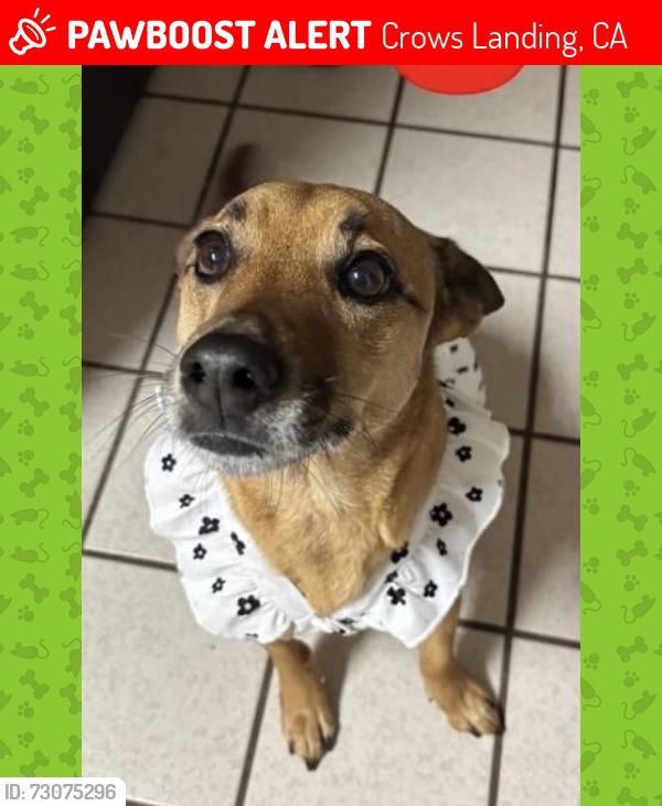 Lost Female Dog last seen Near 4th st, Crows Landing, CA 95313
