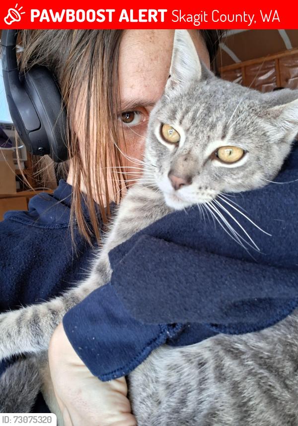 Lost Male Cat last seen Morford Rd, Skagit County, WA 98284