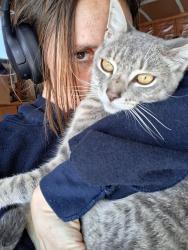Lost Male Cat last seen Morford Rd, Skagit County, WA 98284
