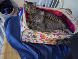 Lost Female Cat last seen Morford Rd, Skagit County, WA 98284