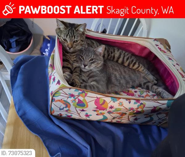 Lost Female Cat last seen Morford Rd, Skagit County, WA 98284