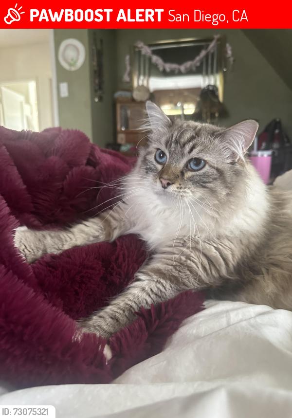 Lost Male Cat last seen W Redwood St and Union St, San Diego, CA 92103
