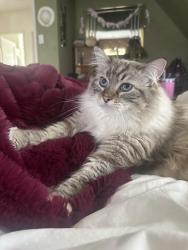 Lost Male Cat last seen W Redwood St and Union St, San Diego, CA 92103