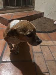 Found/Stray Male Dog last seen 95th st between Avalon and San Pedro, Los Angeles, CA 90003