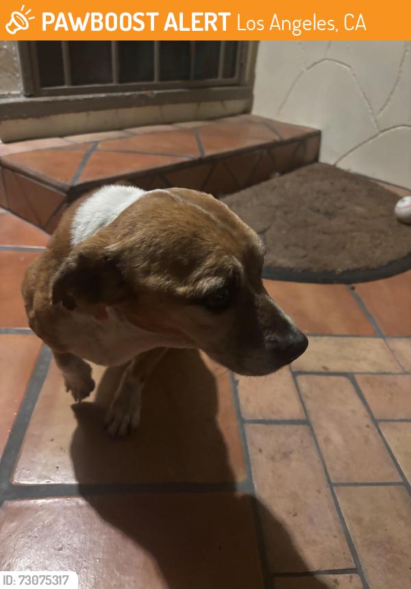 Found/Stray Male Dog last seen 95th st between Avalon and San Pedro, Los Angeles, CA 90003