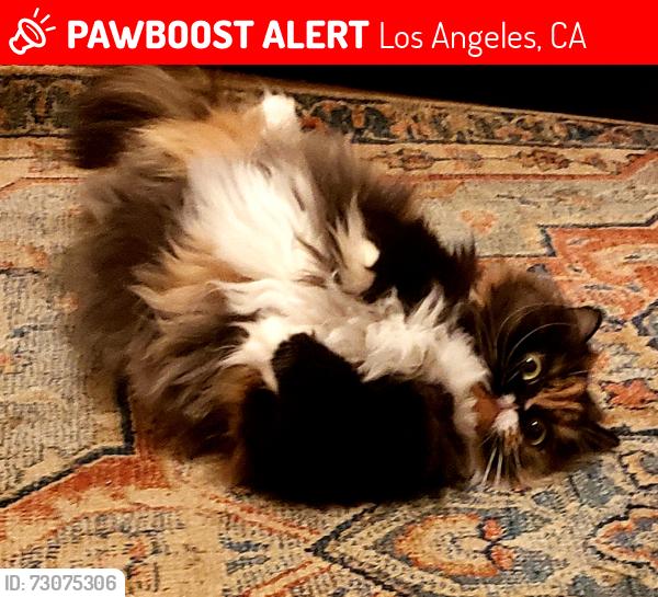 Lost Female Cat last seen Alvarado and Lake Shore in Echo Park, Los Angeles, CA 90039