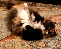 Lost Female Cat last seen Alvarado and Lake Shore in Echo Park, Los Angeles, CA 90039