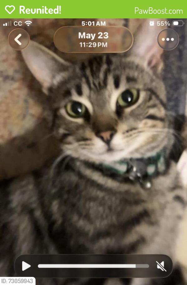 Reunited Male Cat last seen Cemetery Rd and Lenover Hill Rd, West Sadsbury Township, PA 19365