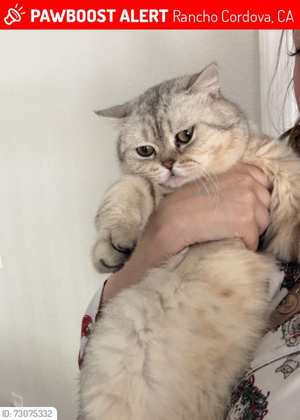 Lost Male Cat last seen Coloma, Rancho Cordova, CA 95670