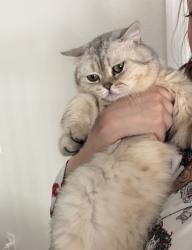 Lost Male Cat last seen Coloma, Rancho Cordova, CA 95670