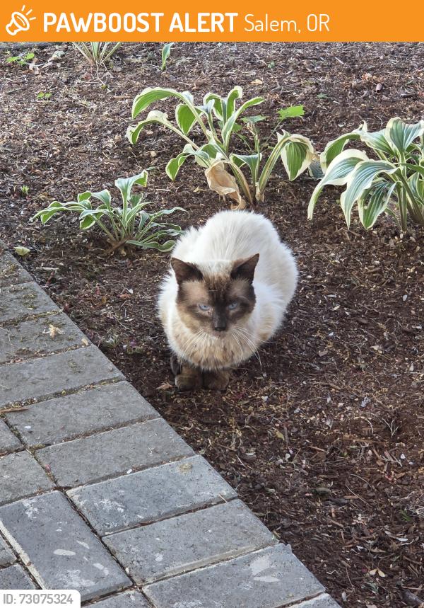 Found/Stray Male Cat last seen Ward dr and 46th street, Salem, OR 97305