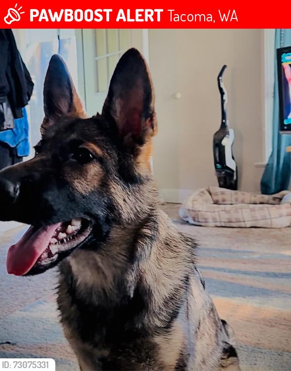 Lost Female Dog last seen Washington High School, Tacoma, WA 98444