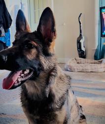 Lost Female Dog last seen Washington High School, Tacoma, WA 98444