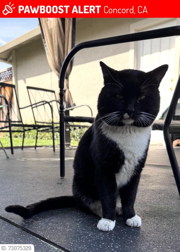 Lost Male Cat last seen Anselmo, Concord, CA 94521