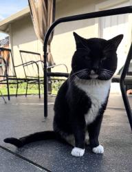 Lost Male Cat last seen Anselmo, Concord, CA 94521