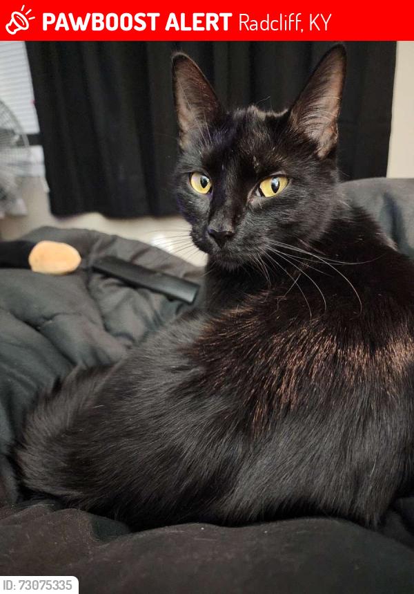 Lost Female Cat last seen S Wilson road near 84 lumber, Radcliff, KY 40160