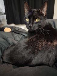 Lost Female Cat last seen S Wilson road near 84 lumber, Radcliff, KY 40160