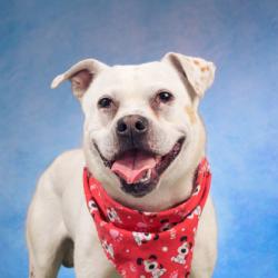 Shelter Stray Male Dog last seen Near Gobdy Rd, College Park, GA, 1251 Fulton Industrial Blvd NW, Atlanta, GA 30336, USA