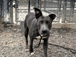 Shelter Stray Male Dog last seen Near gun club rd, Atlanta, GA, 1251 Fulton Industrial Blvd NW, Atlanta, GA 30336, USA