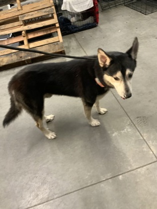 Shelter Stray Male Dog last seen Near North Pine Drive, Alpharetta, , 1251 Fulton Industrial Blvd NW, Atlanta, GA 30336, USA