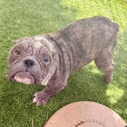 Shelter Stray Female Dog last seen 36th and Penniman, Oakland, , 1101 29th Ave, Oakland, CA 94601, USA