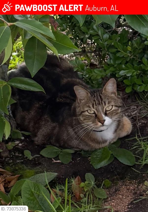 Lost Male Cat last seen Highway 29 & Townsend, Auburn, AL 36830