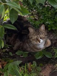Lost Male Cat last seen Highway 29 & Townsend, Auburn, AL 36830