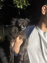 Found/Stray Female Dog last seen Right behind pizza hut parking lot, Troutdale, OR 97060