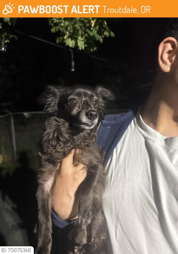 Found/Stray Female Dog last seen Right behind pizza hut parking lot, Troutdale, OR 97060