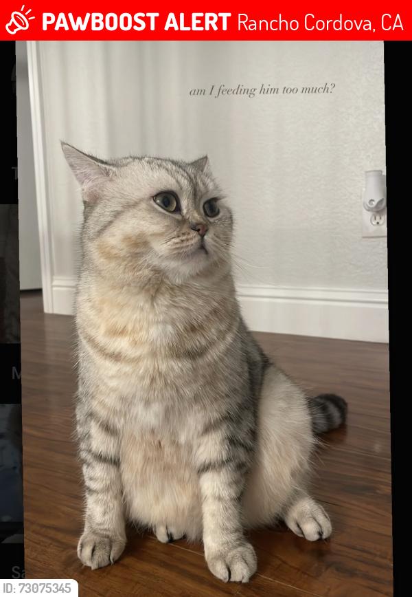 Lost Male Cat last seen Studarus, Coloma, green blossom ct, Rancho Cordova, CA 95670