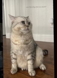 Lost Male Cat last seen Studarus, Coloma, green blossom ct, Rancho Cordova, CA 95670