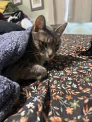 Lost Male Cat last seen West valley high school , Spokane Valley, WA 99212