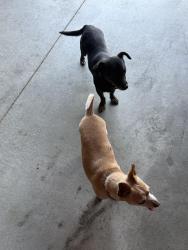Found/Stray Female Dog last seen E Avenue J12, Lancaster, CA 93535