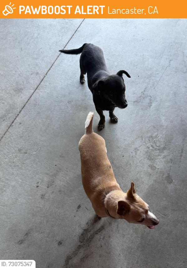 Found/Stray Female Dog last seen E Avenue J12, Lancaster, CA 93535